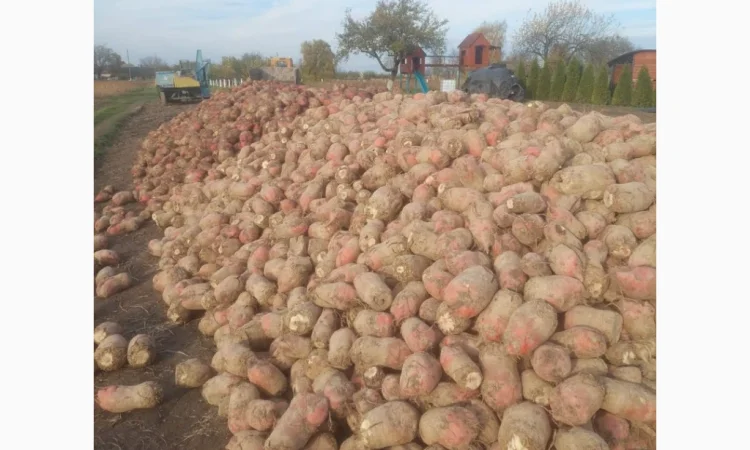 Кормовий буряк на продаж 60 тонн - фото № 4