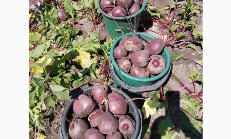 Продам буряк Водан - фото № 1