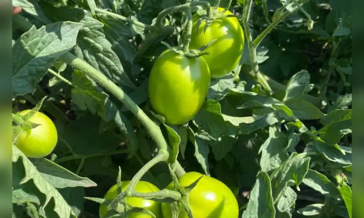 Продам зеленый помидор - фото № 1