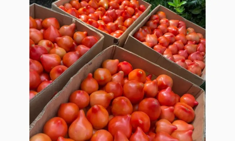 Продам ранній помідор Закарпаття різних сортів - фото № 3