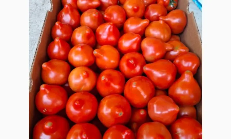 Продам ранній помідор Закарпаття різних сортів - фото № 4
