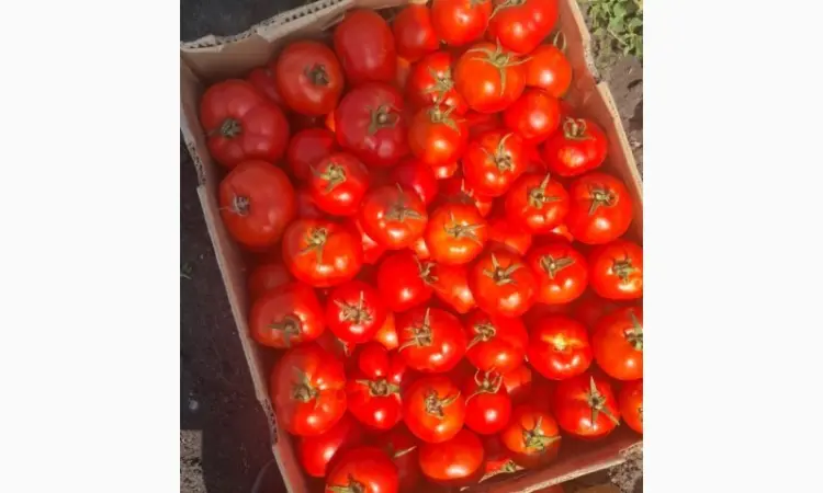Продам помідор оптом - фото № 1