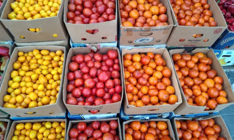 Продам крупный красный помидор - фото № 1