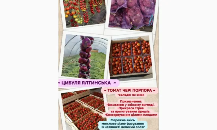 Томат помідор пор пора - фото № 4