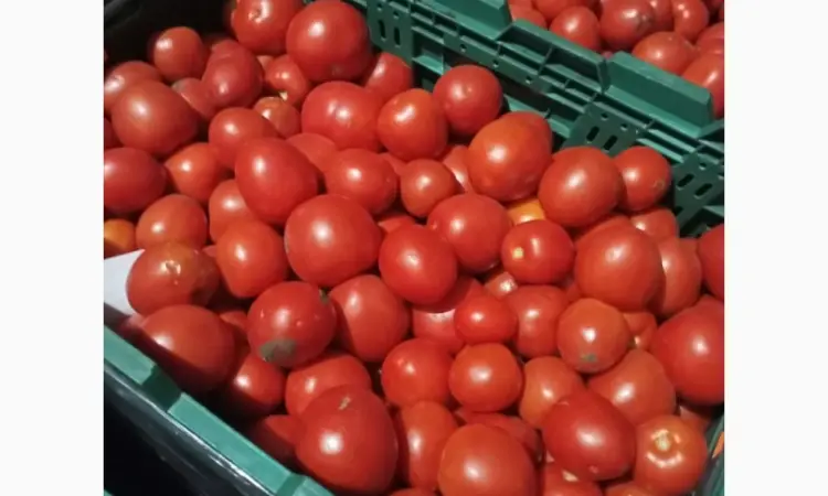 Продам помідор - фото № 2