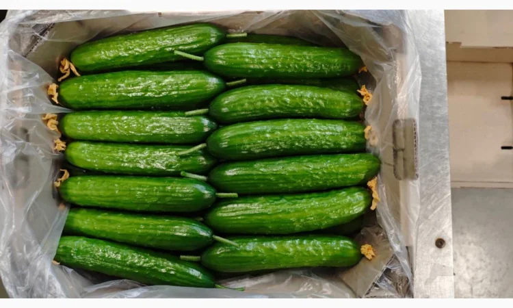 Огірки тепличні (Україна) - фото № 1