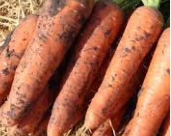 Морква Олімпо, 100 тонн на продажу - фото № 1