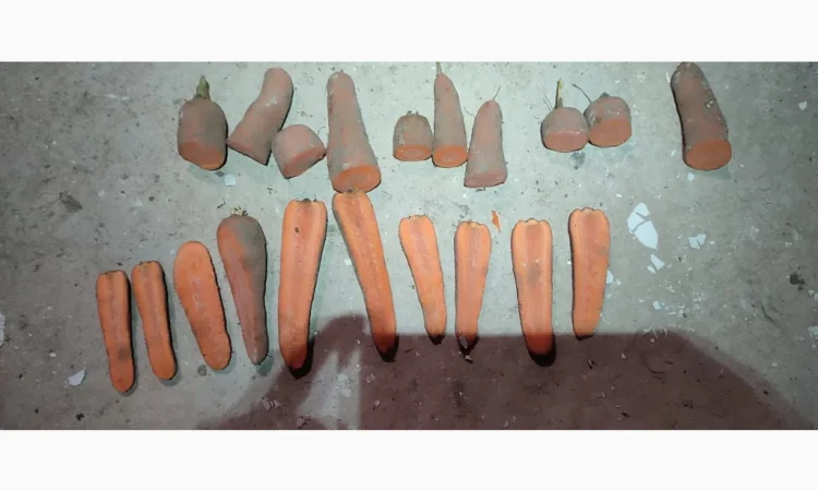 Куплю моркву сорту Кордоба оптом - фото № 2