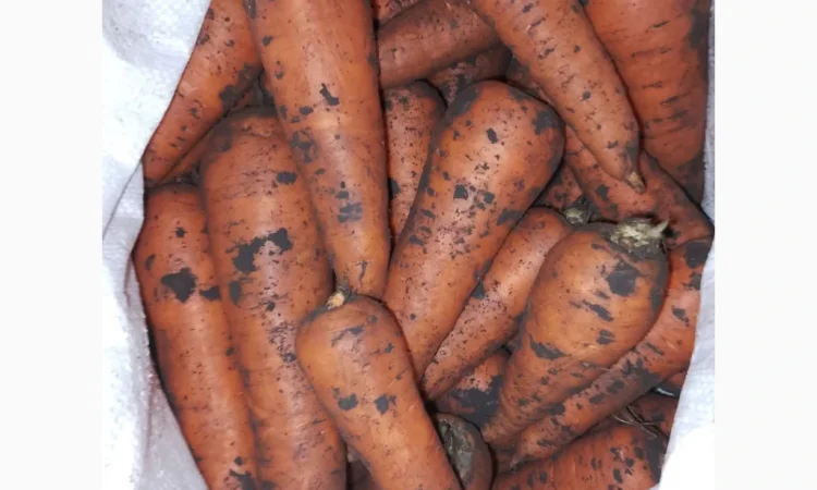 Продается морковь сорт Танжелина - фото № 1
