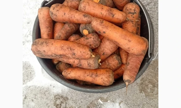 Продаж моркви сорту Каскад - фото № 1
