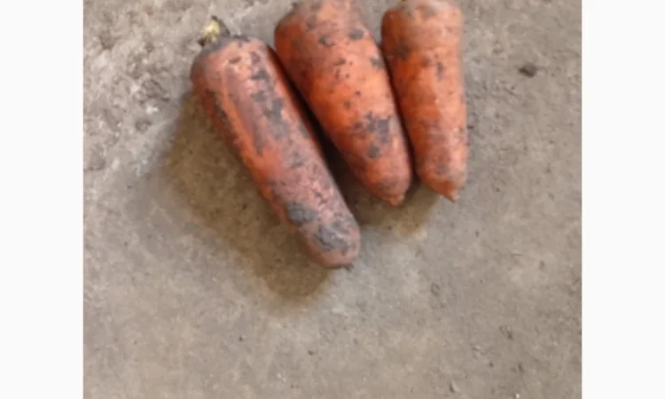 Продаж моркви сорту Каскад - фото № 2