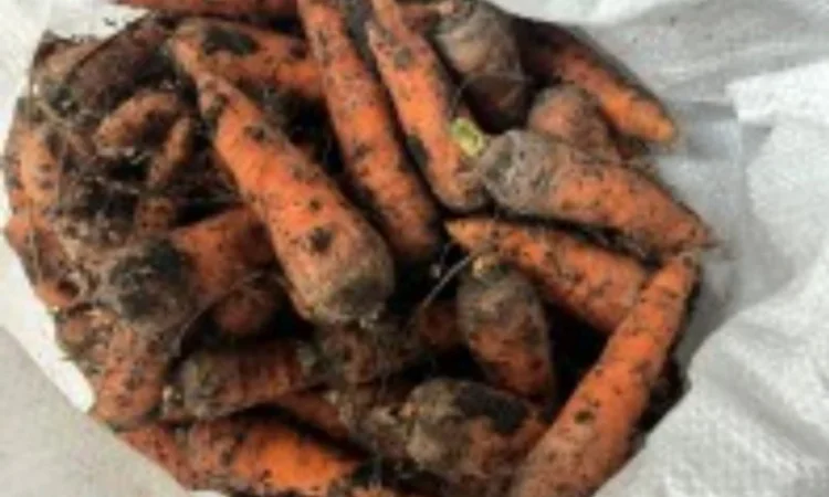 Продаю морковь сорта Канада оптом - фото № 1