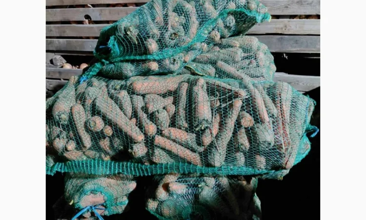 Продаж моркви 2 с, ломана - фото № 2