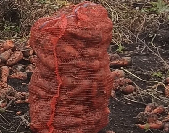 Органічна морква на продаж - фото № 1