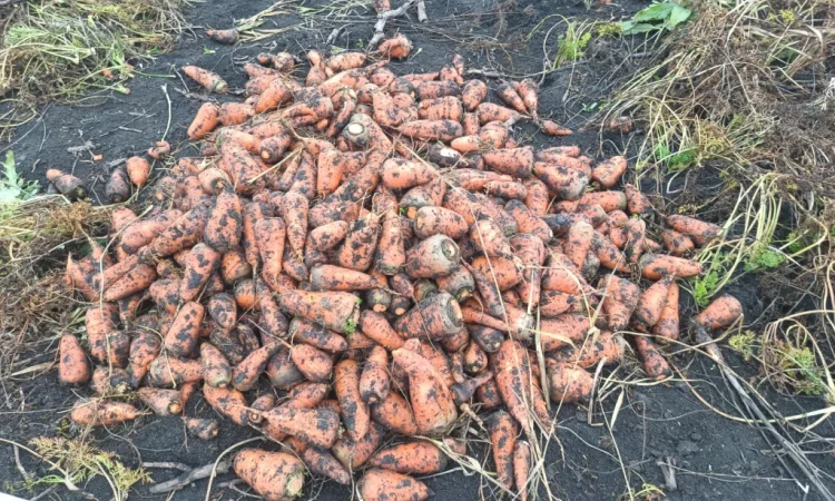 Органічна морква на продаж - фото № 3