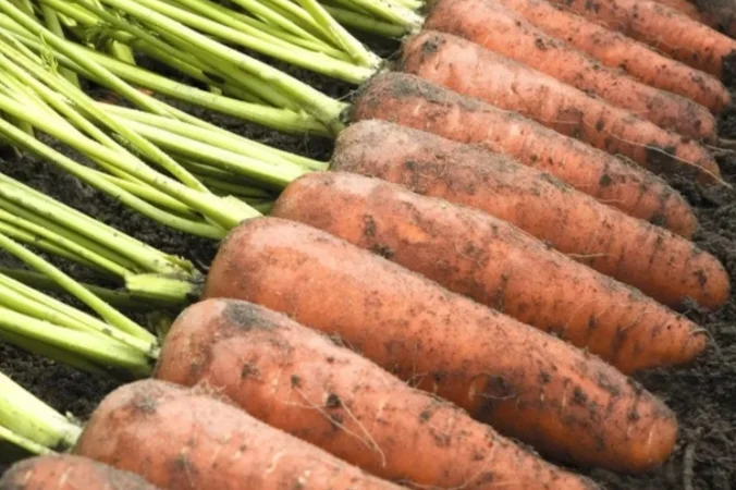 Продаж моркви сорту Оло Россо і Кантон - фото № 1