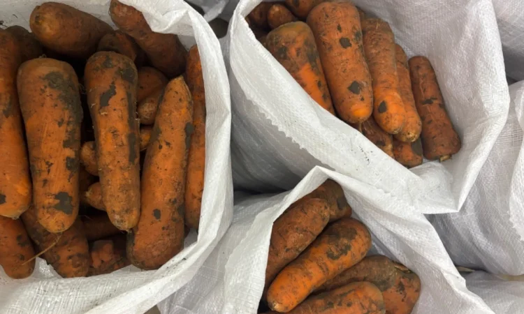 Продаж моркви сорту Кордоба та Каскад - фото № 1