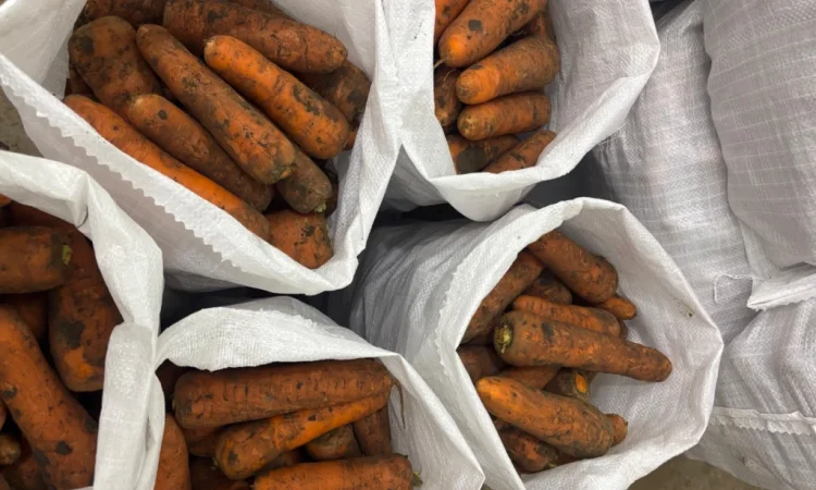 Продаж моркви сорту Кордоба та Каскад - фото № 2