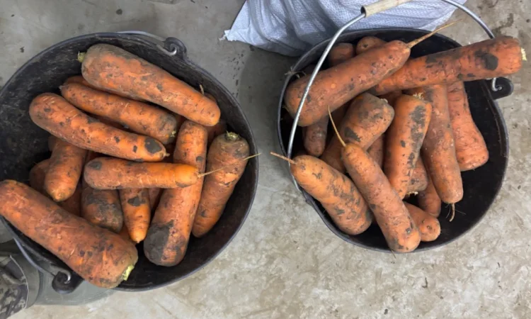 Продаж моркви сорту Кордоба та Каскад - фото № 4