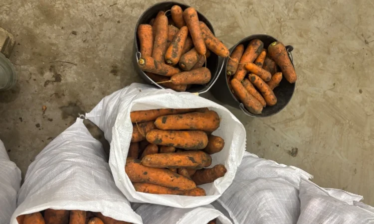 Продаж моркви сорту Кордоба та Каскад - фото № 6