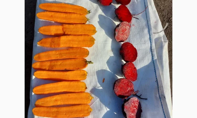 Гарна морква від 24 тон від фермера - фото № 2