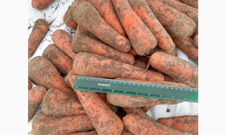 Якісна морква 1 сорт на продаж - фото № 2