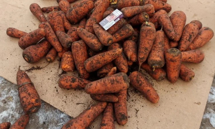 Крупная морковь 1-го сорта на продажу - фото № 2