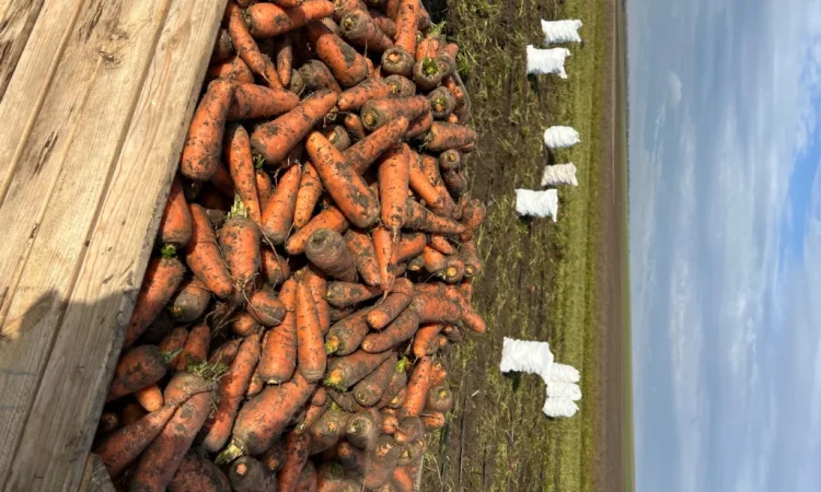 Продаж моркви некондиції - фото № 2