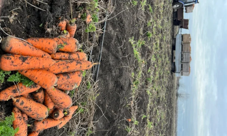 Продаж моркви некондиції - фото № 3