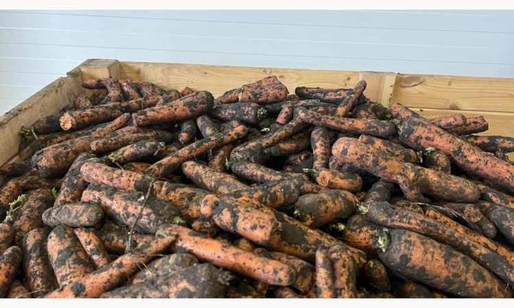 Морковь 2 сорт для переработки - фото № 4