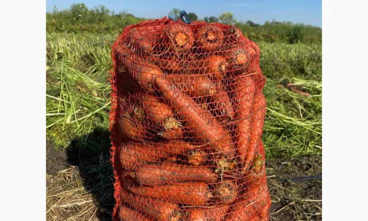 Куплю моркву недорого - фото № 2