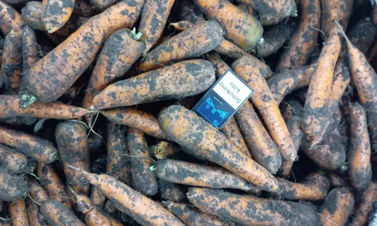 Продам морковь хорошего качества 4.5 грн - фото № 2