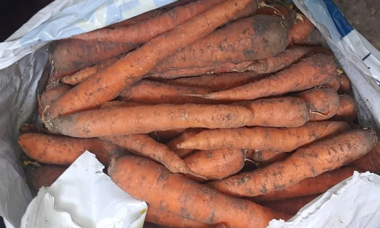 Куплю моркву в Могилеві-Подільському - фото № 1