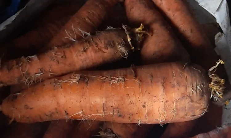 Куплю моркву в Могилеві-Подільському - фото № 2