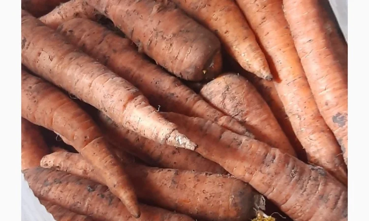 Куплю моркву в Могилеві-Подільському - фото № 3