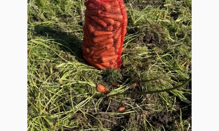 Морква сорт Кардоба в наявності - фото № 2