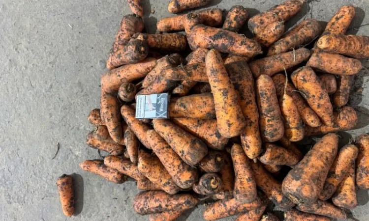Продам товарную морковку в хорошем качестве - фото № 2