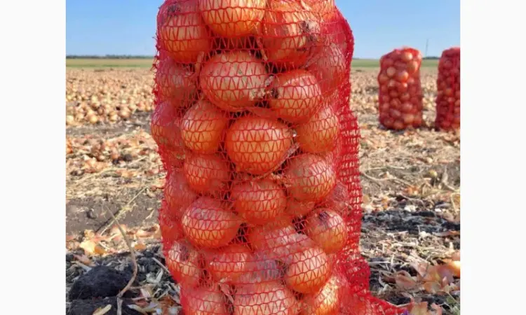 Продам цибулю - фото № 1