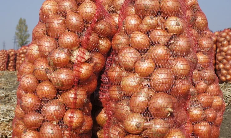 Цибуля гарної якості сорт Утрера - фото № 1