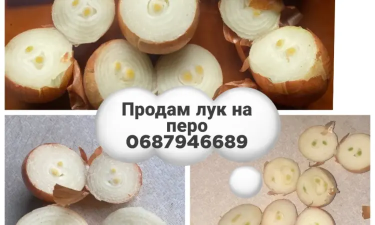 Продам лук на вигонку пера - фото № 1