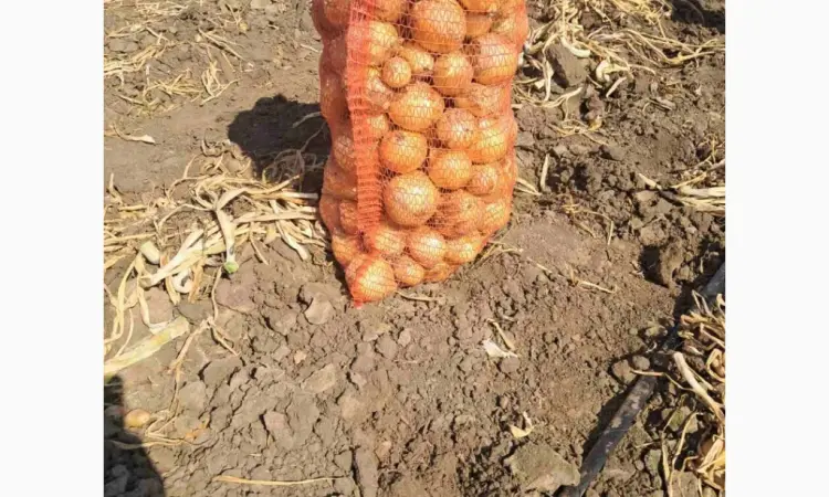 Продам лук сорт "Медуза" - фото № 1
