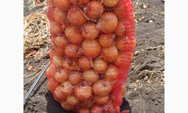 Продаж цибулі в Красівському - фото № 2