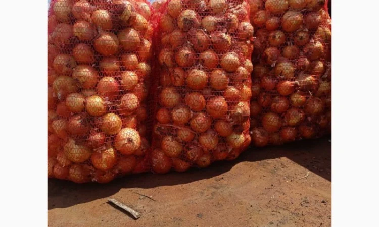 Продаж цибулі в Красівському - фото № 4