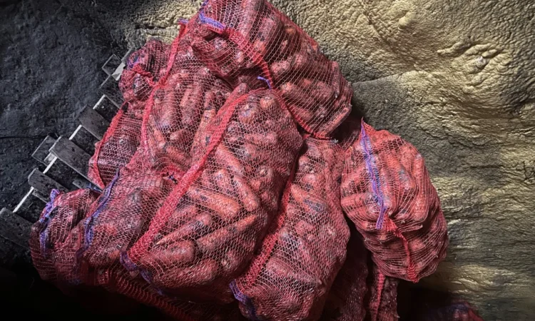 Продаж моркви та цибулі у Харкові - фото № 3