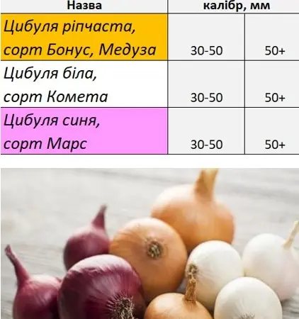 ФХ реализует лук белый (Комета) и красный (Редеско) - фото № 1