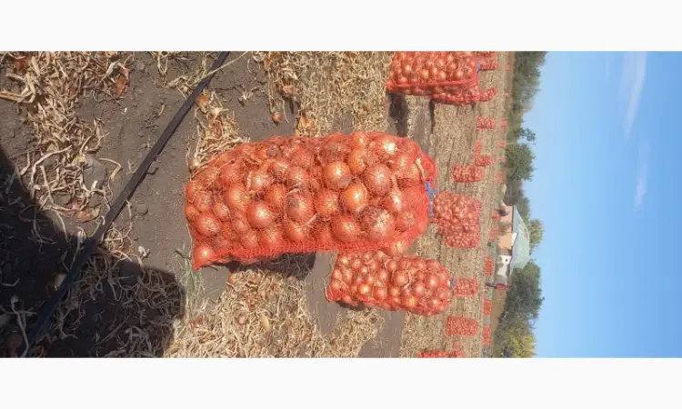 Продам товарный лук сорт Боско - фото № 1