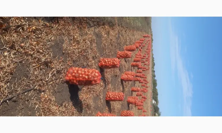 Продам товарный лук сорт Боско - фото № 2