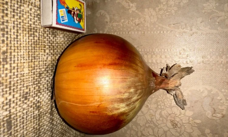 Продаю цибулю фазовану на зберігання - фото № 1