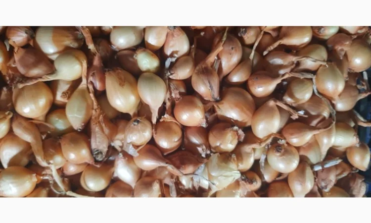 Продаю цибулю кущівку для посадки - фото № 1