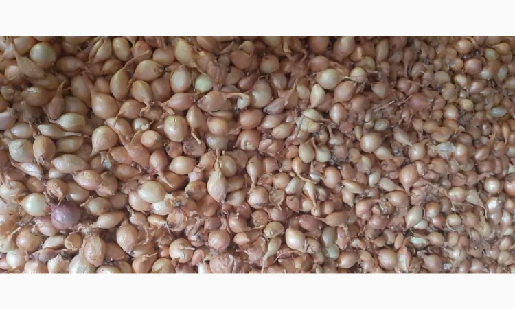 Продаю цибулю кущівку для посадки - фото № 4